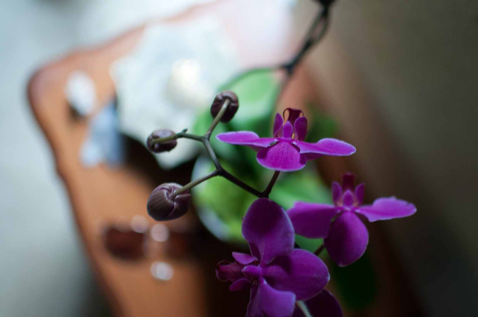 properly feed orchid