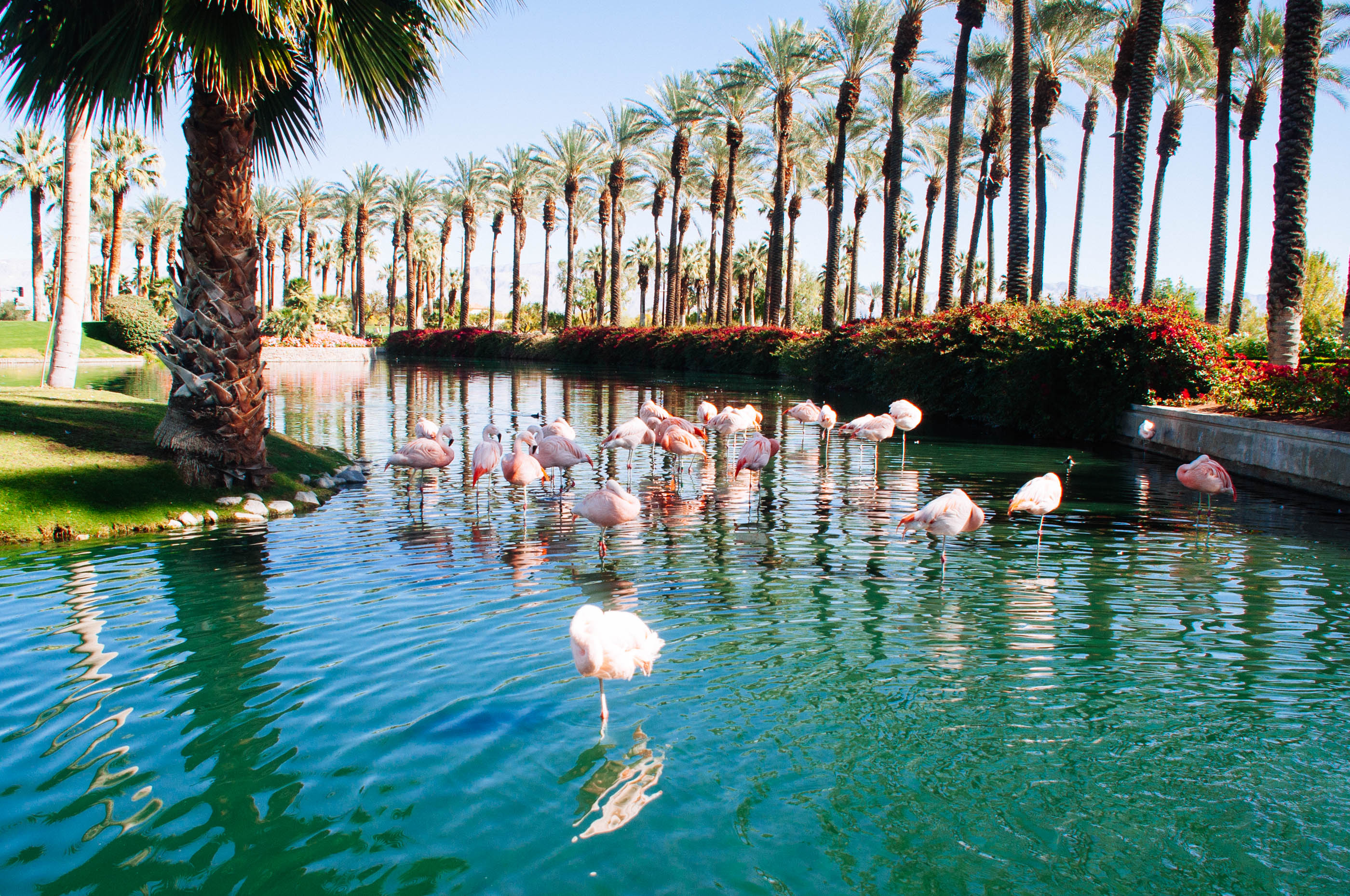 flamingo style palm springs