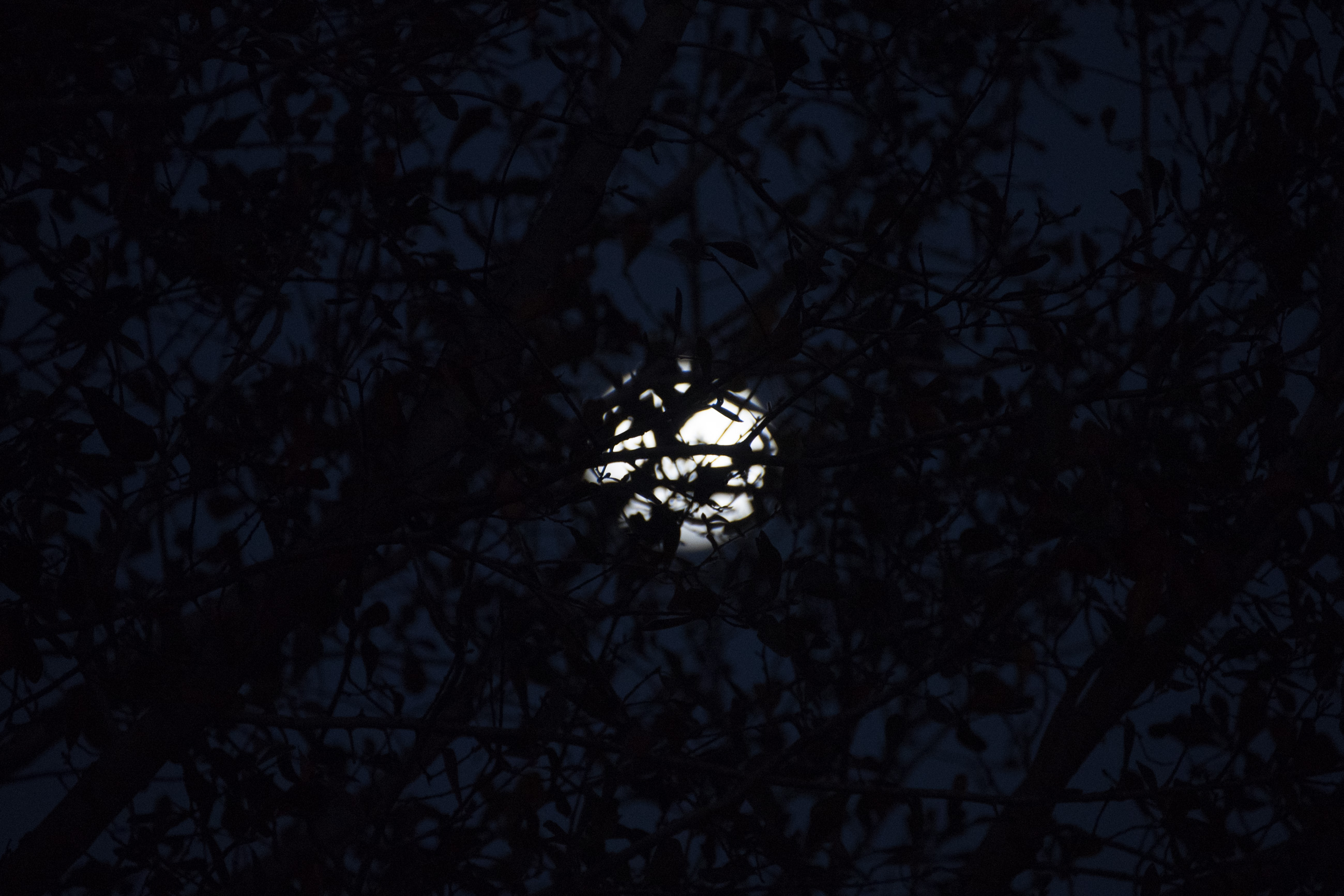 Snow Moon Penumbral Lunar Eclipse